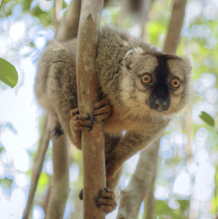 Bamboo lemur